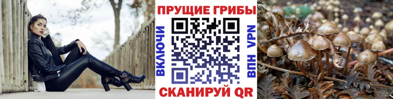 Галлюциногенные грибы Psilocybe Екатеринбург